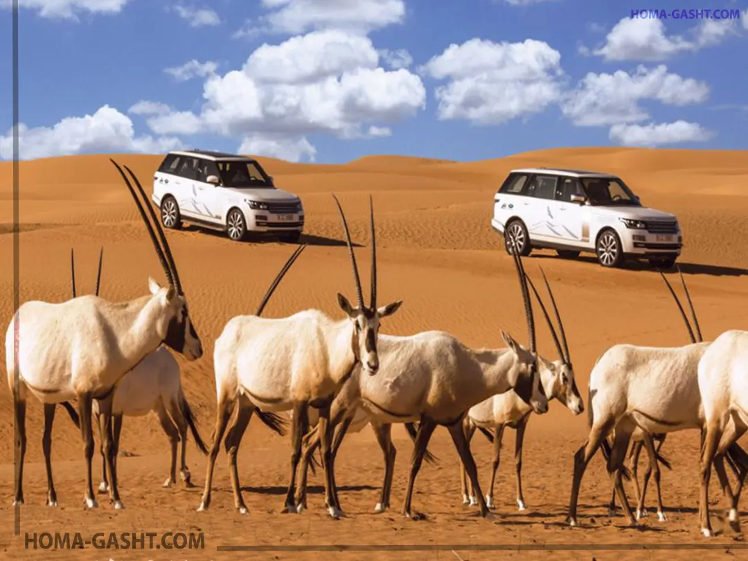 Wildlife in the deserts of Dubai حیات وحش بیابان های دبی