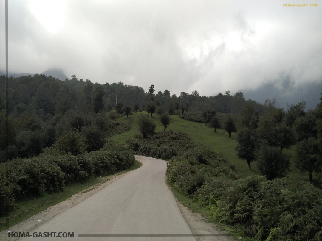 جنگل الیمستان