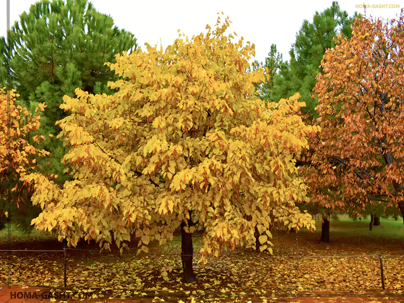 giahshenasi55 پاییز در باغ گیاه شناسی