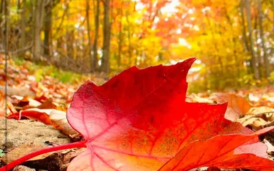 معرفی بهترین لوکیشن های عکاسی پاییز در تهران