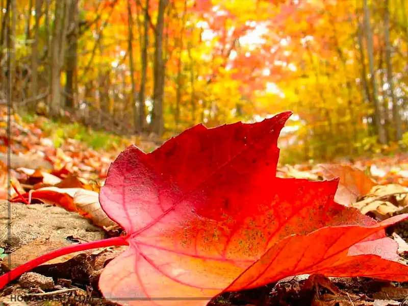 بهترین لوکیشن های عکاسی پاییز